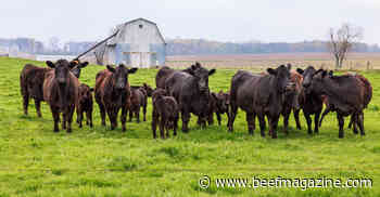 Assess hair loss in beef cattle