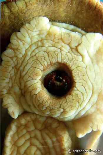 Rare Mineral Discovered in a Living Organism for the First Time