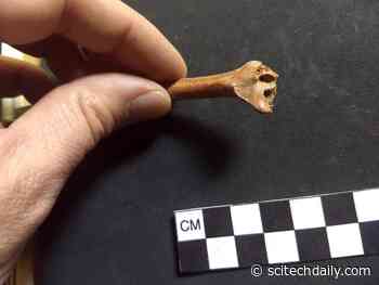 Unexpected Discovery of Ancient Bones May Change Timeline for When People First Arrived in North America