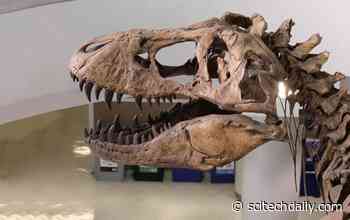 Young Tyrannosauru Rex Had a Powerful Bite – Exerting Much More Force Than Previous Estimates