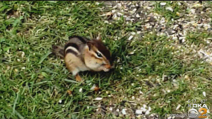 Critter Concerns: Protecting Your Home From Unwanted Visitors
