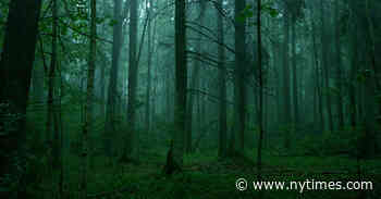 ‘The Ancient Woods’ Review: Deep in the Forest