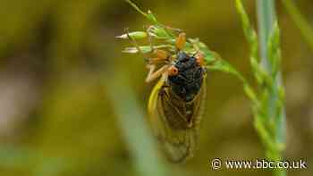 Cicadas: What to know about the 'remarkable' and noisy bugs