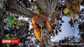 Optical illusion of orangutan wins award