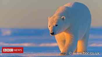 Alaska: Biden to suspend Trump Arctic drilling leases
