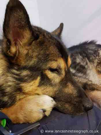 A malamute with wobbly paws is looking for a new home