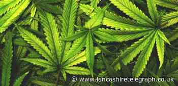 Barnoldswick: Cannabis plants uncovered as police raid home