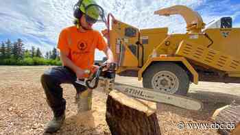 Saskatoon tree pruning company shocked at $275 fee for disposing long logs at landfill