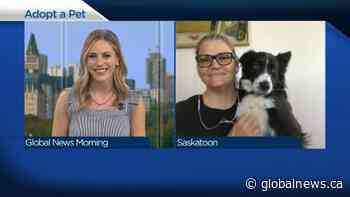 Adopt a Pet: Squeak the dog