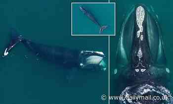 North Atlantic right whales today are significantly SHORTER than those born 30 years ago