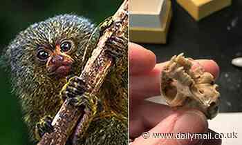 The world's smallest monkeys, the 100-gram pygmy marmosets are actually, TWO species