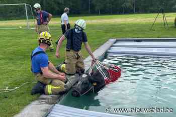 Losgebroken koe gaat zwemmen in tuin van buren
