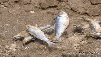 Thousands of dead fish line the Lake Ontario shoreline, DEC explains