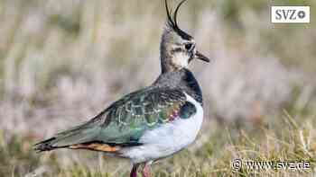 Vogel mit rückläufigem Bestand: Zwischen Parchim und Plau ist der Kiebitz heute eine Seltenheit | svz.de - svz – Schweriner Volkszeitung
