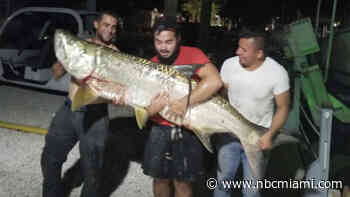 FWC Trying to Identify Men Who Killed Tarpon in Key Largo