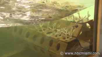 University of Miami Scientists Lead Research to Mitigate Storm Surges