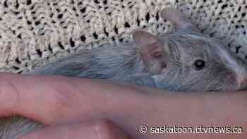 Sask. breeder opposes ban on 'potentially invasive' degus