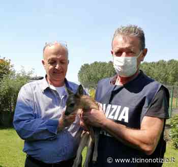Lacchiarella: cucciolo di capriolo senza mamma recuperato e salvato dalla Polizia Metropolitana - Ticino Notizie