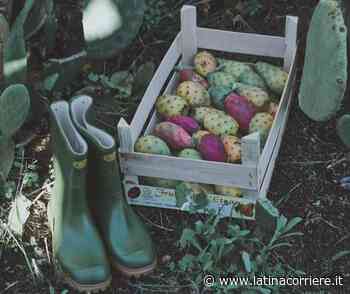 Latina, nella Fattoria Prato di Coppola un orto dedicato a Carla Maino - LatinaCorriere