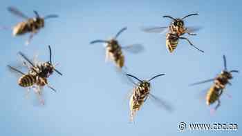 Why you're seeing more wasps in Calgary this spring (and how to deal with them)