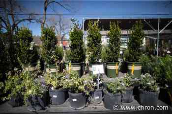 Houston's best nurseries for indoor and outdoor plants - Chron