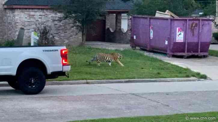A tiger seen roaming a Houston yard is nowhere to be found 3 days later. A 'Tiger King' star says she's extremely worried - CNN
