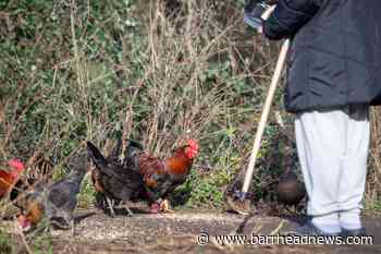 First human case of rare bird flu strain reported in China - Barrhead News