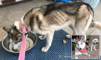 Abandoned husky EATS fellow pet after being left without food for TWO WEEKS while owner went away - Daily Mail