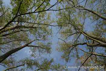 Gavere schenkt 1.000 gratis bomen weg (Gavere) - Het Nieuwsblad