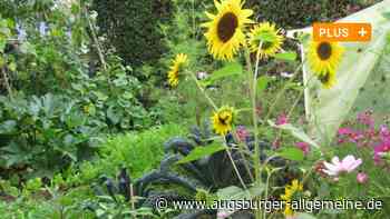 Bund Naturschutz gibt Tipps: So wird's was mit dem Bio-Gemüsegarten - Augsburger Allgemeine