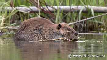 Opmerkelijk Canadezen beklagen zich over oprukkende bever - RTL Nieuws