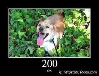HTTP Status Dogs