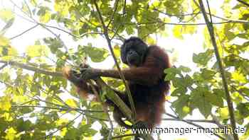 Geldanlage: Portfoliomanager von Deutsche Oppenheim sagt "Nachhaltigkeit treibt die Performance"