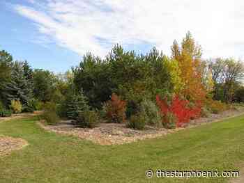 Celebrate Arbor Week: Five things to do in Saskatoon this weekend