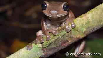 ‘Chocolate Frog’: Australian Researchers Discover New Species of the Amphibian in New Guinea