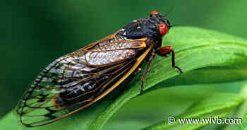 FDA: Don't eat cicadas if you're allergic to this food