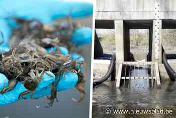 Valstrik om agressieve krabben tegen te houden: “Vermijden dat ze in Scheldevallei geraken”