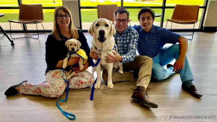 KDKA Pup, Pickles, Taking Very Important Steps As He Begins Training Process