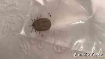 Beware of ticks as summer approaches in Rhode Island, experts say - WJAR
