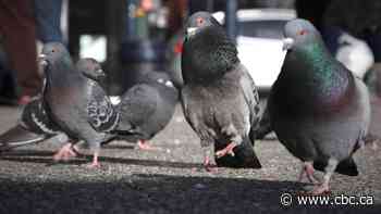 Wildlife rehabilitation centre asking Saskatoon to ban use of neurotoxin on pigeons