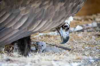 Buffalo Zoo welcomes new Eurasian vulture chick