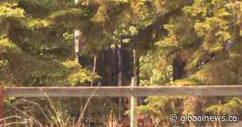 Baby boy, young girl found dead after house fire near Buck Lake in western Alberta