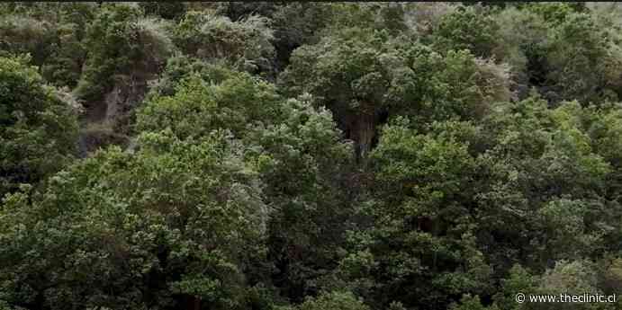 Una riqueza natural al borde de Santiago: Estrenan documental “Los Últimos Secretos del Bosque Nativo”