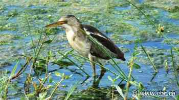 'Natural climate solutions' are available to help Canada meet emissions targets, new study says
