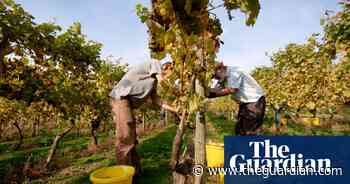 Winemaker Chapel Down crowdfunds for up to £7m to scale up