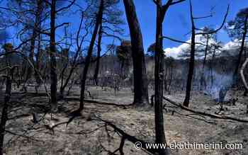 Forest fires and negligence - Kathimerini English Edition