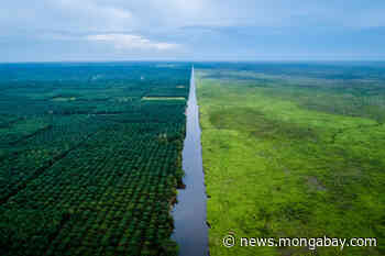 'We guard the forest': Carbon markets without community recognition not viable - Mongabay.com