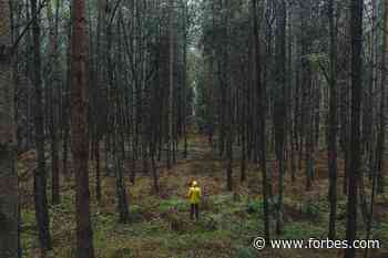 3 Reasons Companies Are Investing In Forest Conservation And Restoration, And How They Do It - Forbes