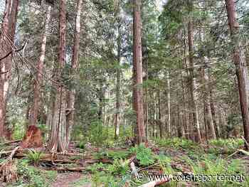 Discussing the future of Chaster forest - Coast Reporter