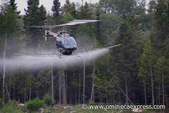 Picking wild berries in forest cutblocks may not be a good idea: UNBC study – Vanderhoof Omineca Express - Omineca Express